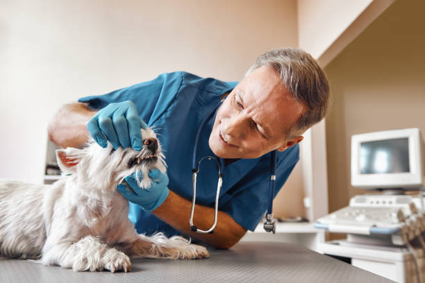 Best Emergency X-Rays and Diagnostics in Berkeley Lake, GA